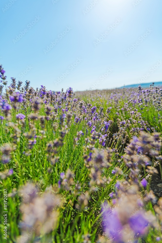 Flower, lilac, background.