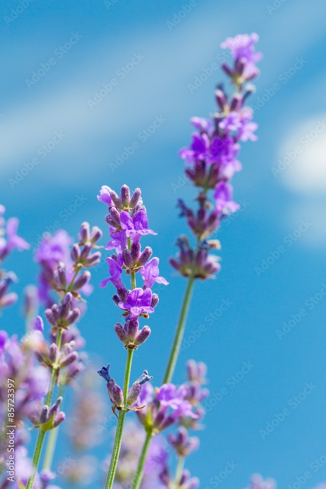 薰衣草、花卉、植物。