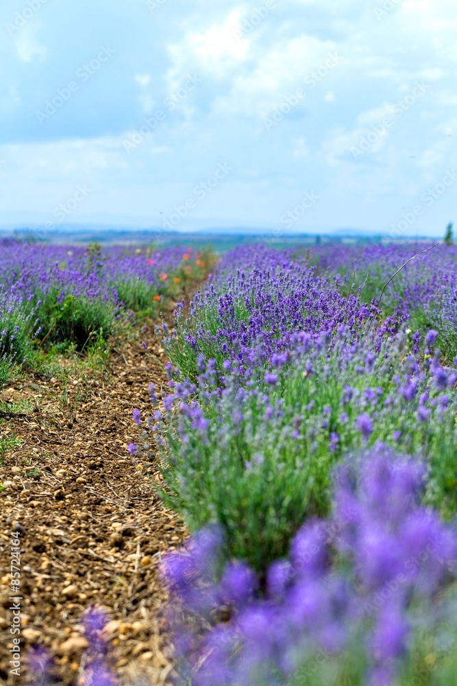 Lavender, Flower, Field.