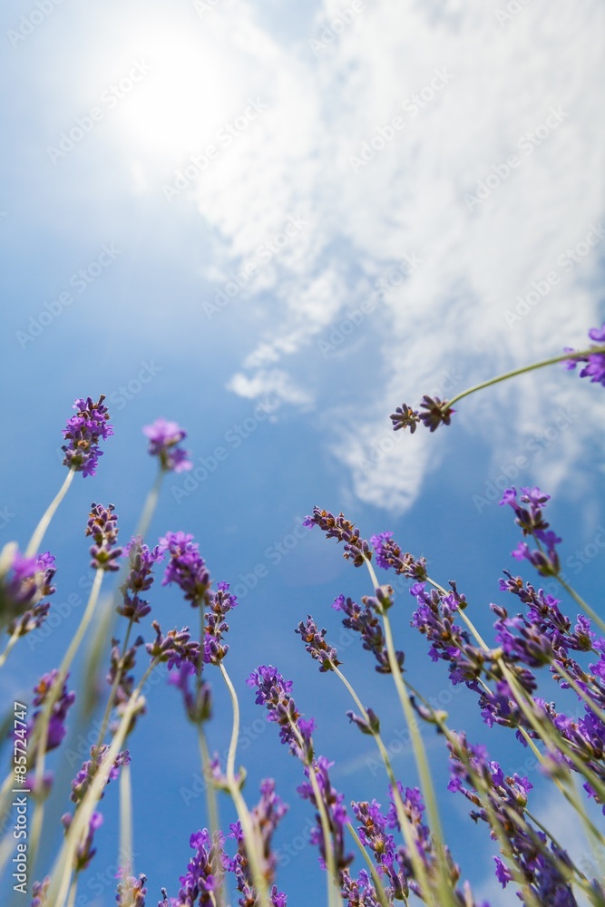 Lavender, Field, Lavender Coloured.