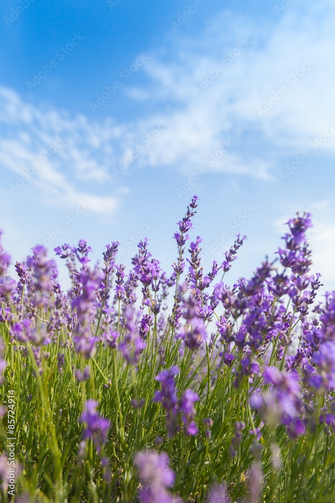 Lavender, Field, Lavender Coloured.