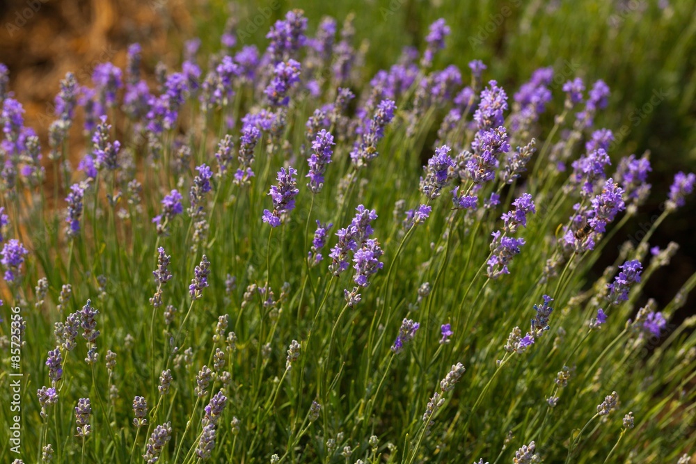 Lavender, Lavender Coloured, Flower.