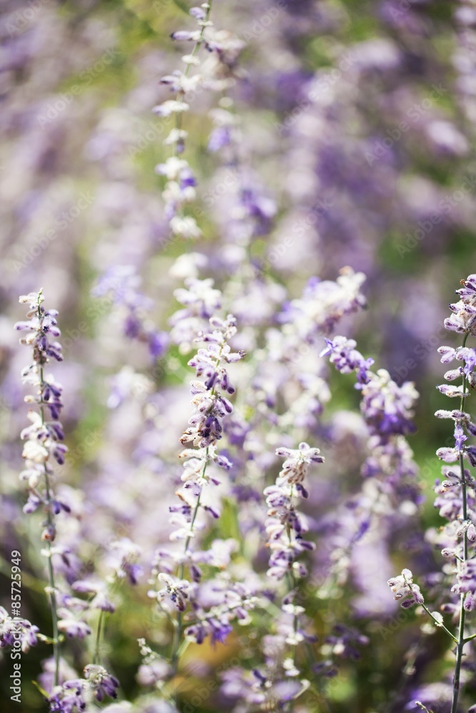 Lavender, Flower, Field.