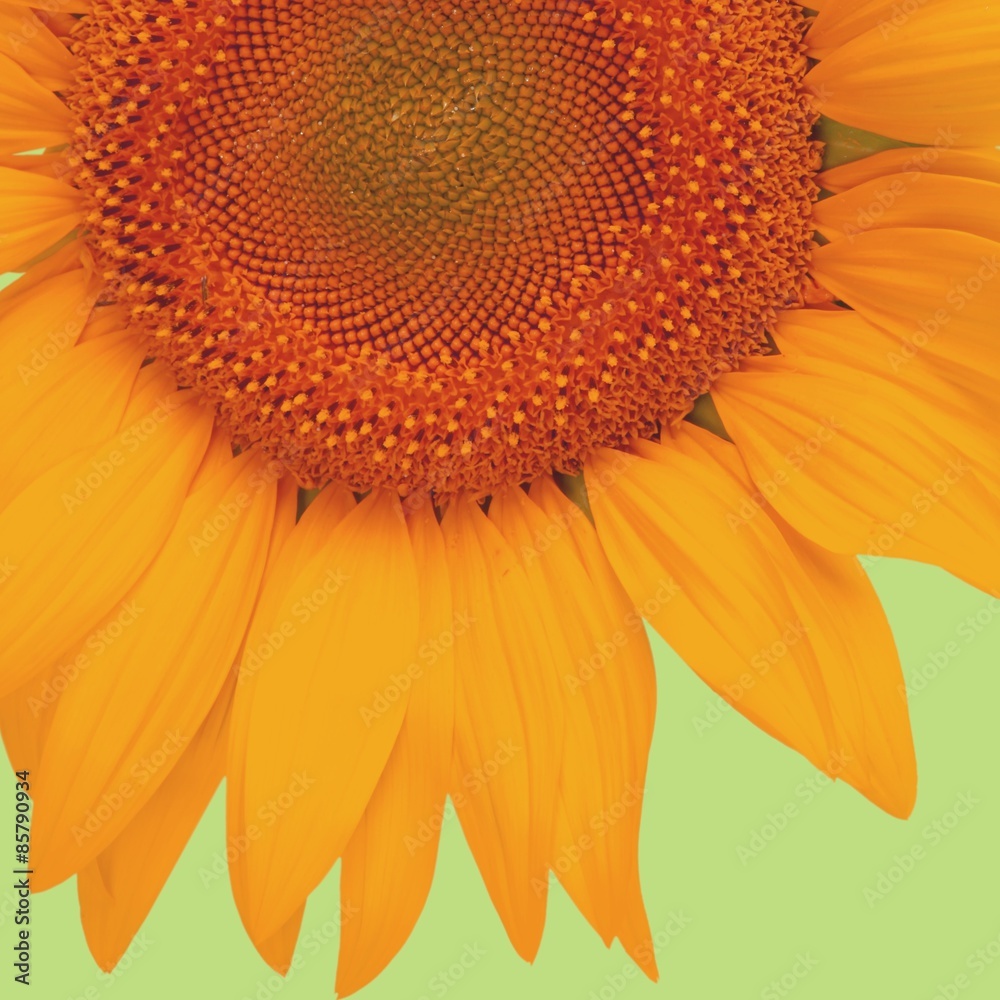 Sunflower, Isolated, Single Object.