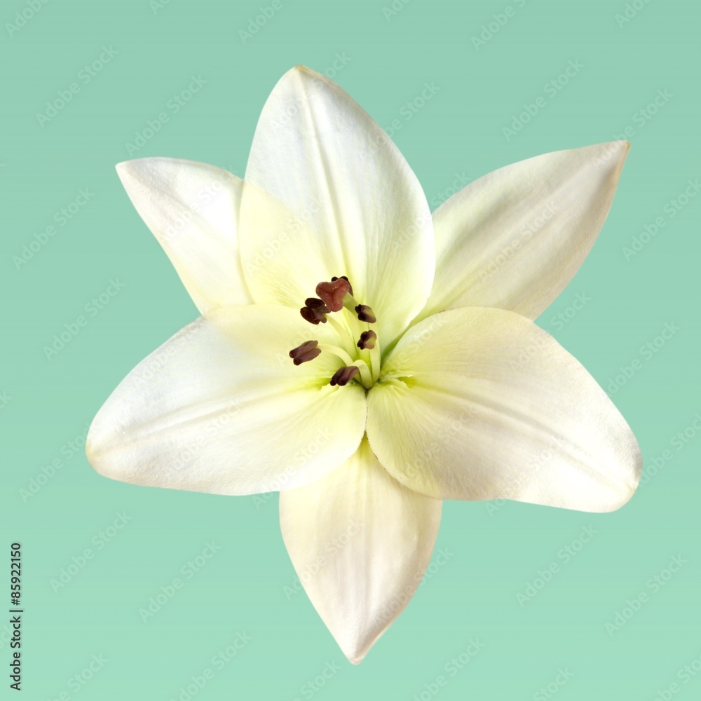 Lily, Flower, Isolated.