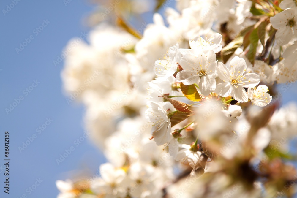 春天，花儿，花儿。