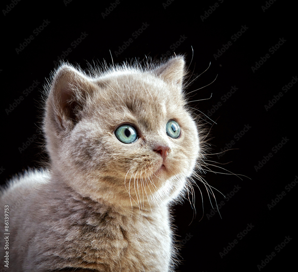 portrait of british short hair kitten