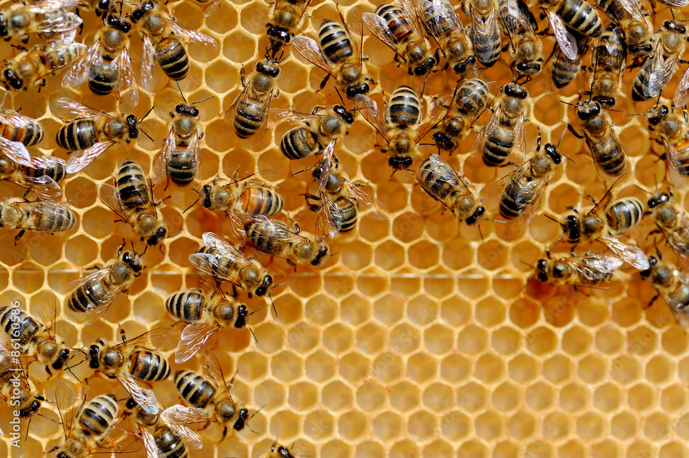 Bees on honey cells