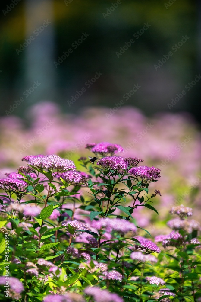 花，紫色，葱花。