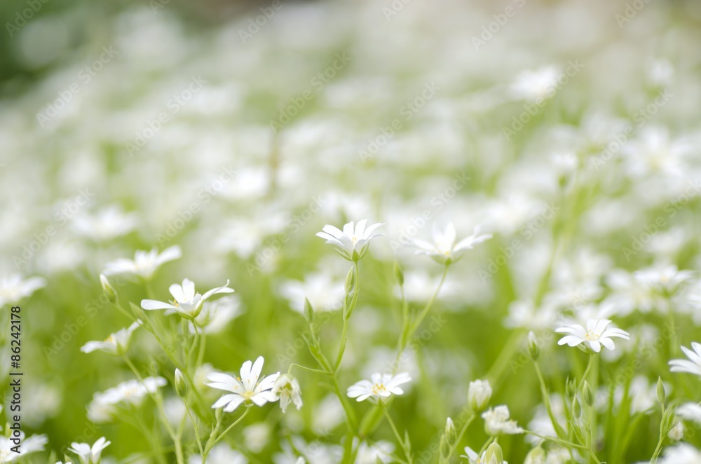 野花，花儿，草地。