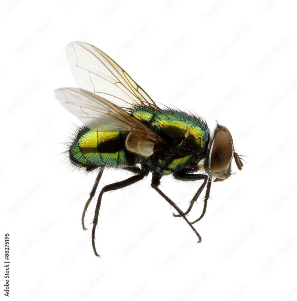 green fly