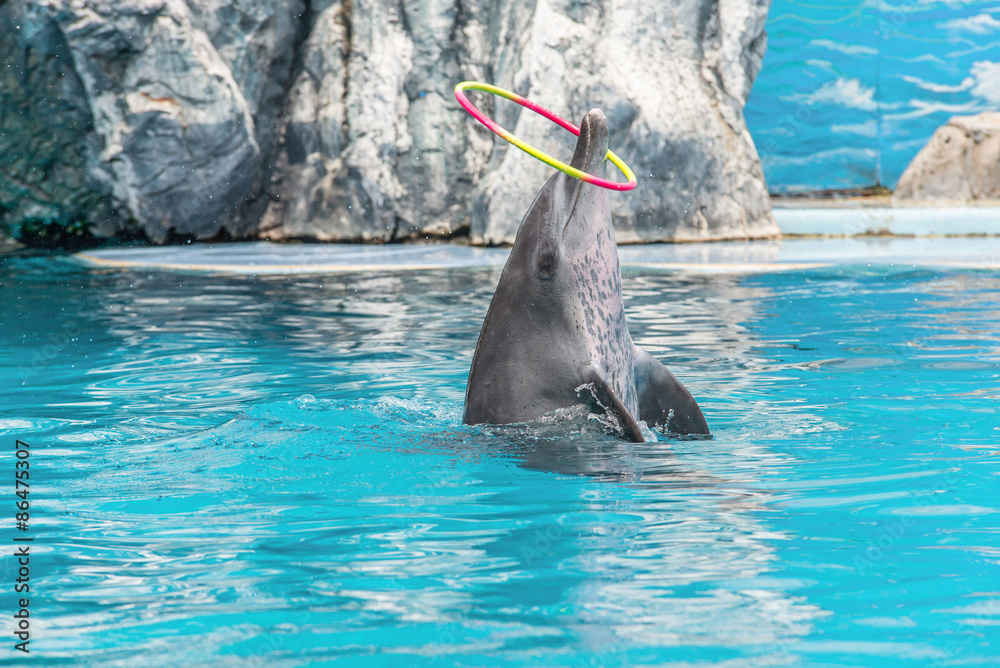 Dolphin show in the water park at Bangkok, Thailand