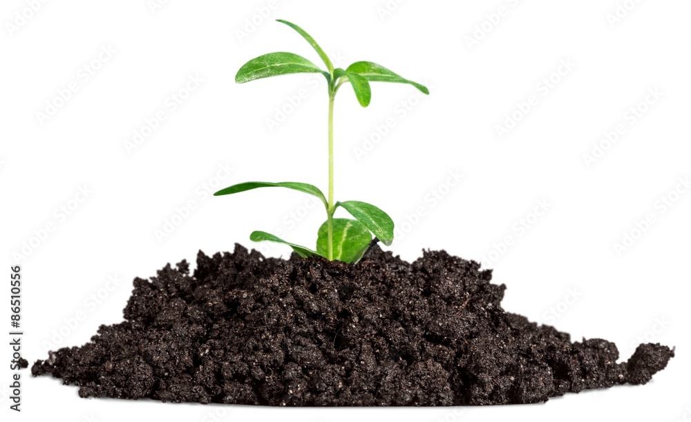 Plant, Growth, Dirt.