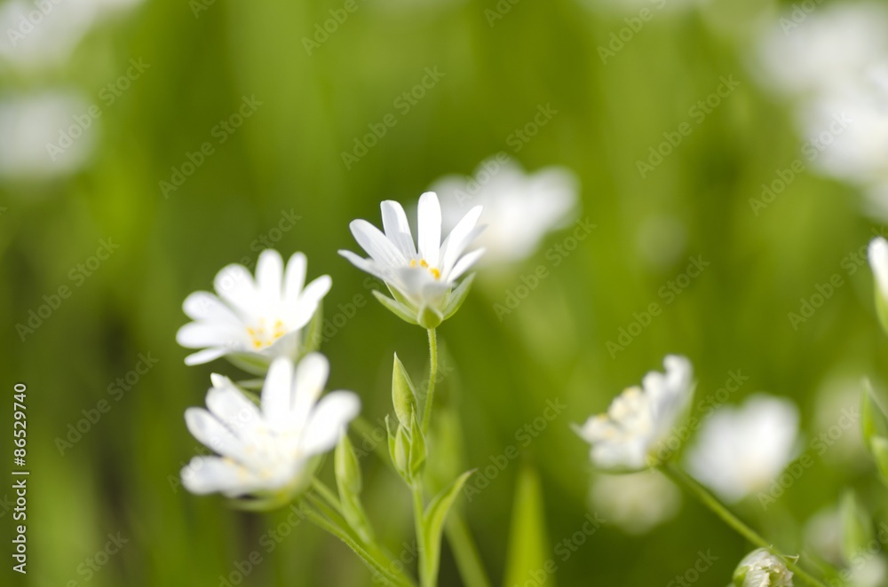 野花，花儿，草地。