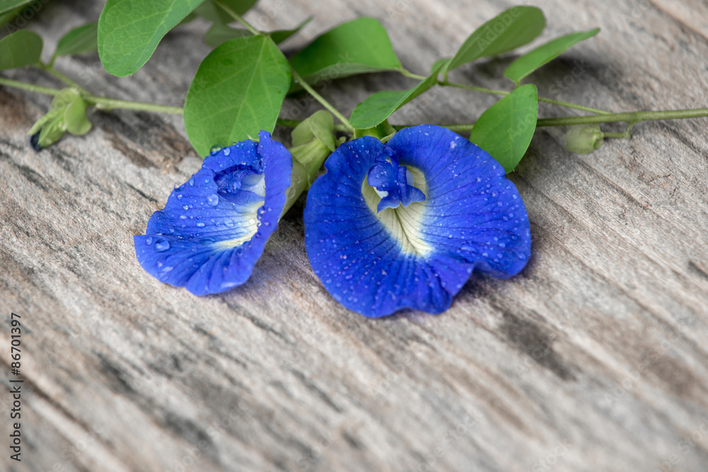 鲜蝴蝶豌豆（Clitoria ternatea）花