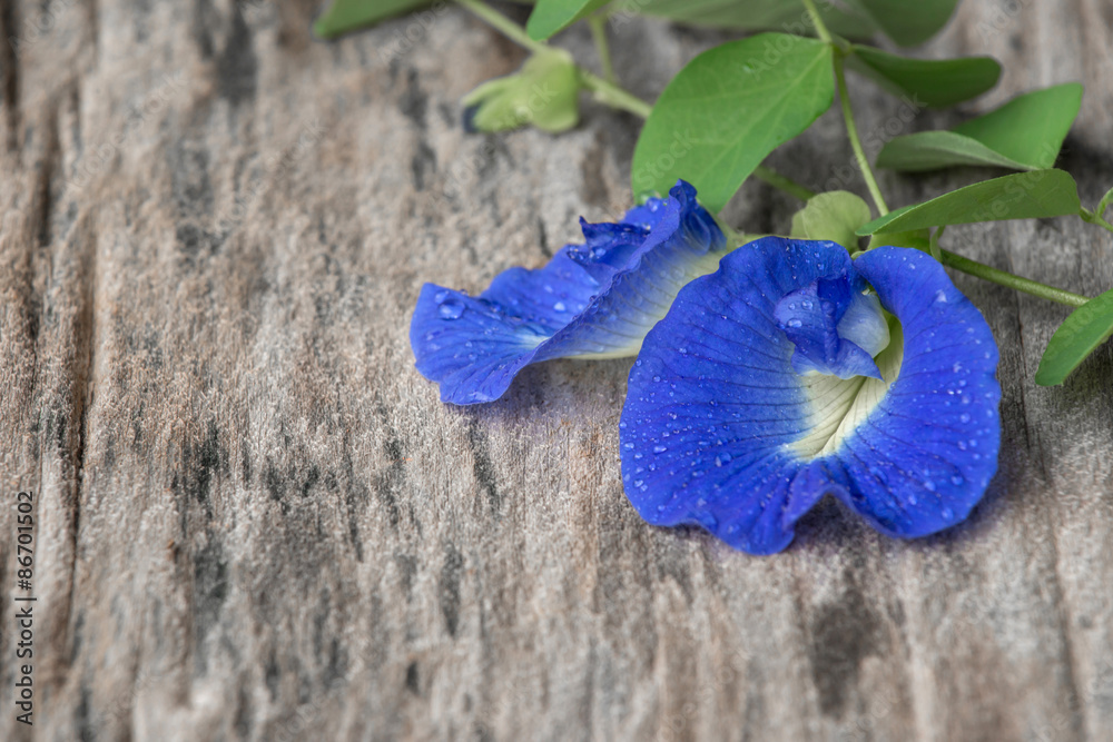 鲜蝴蝶豌豆（Clitoria ternatea）花