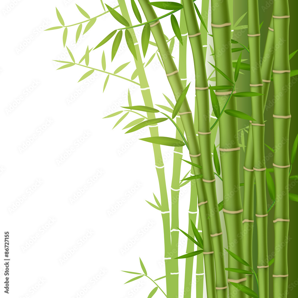 Green bamboo stems with leaves on white background