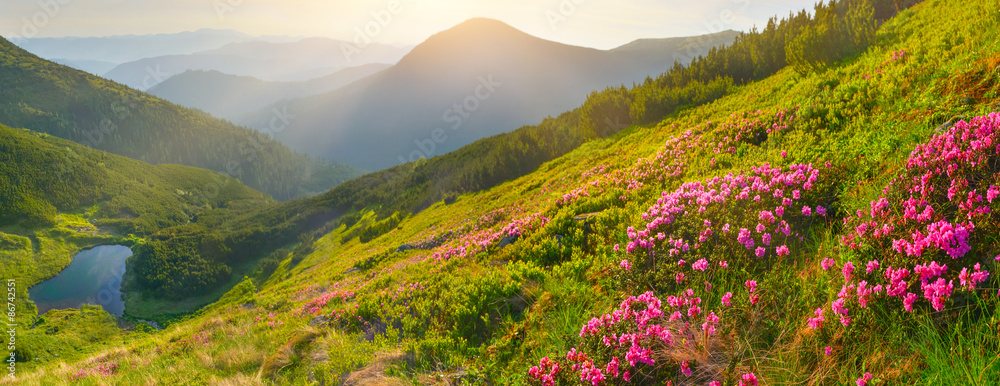 夏山花