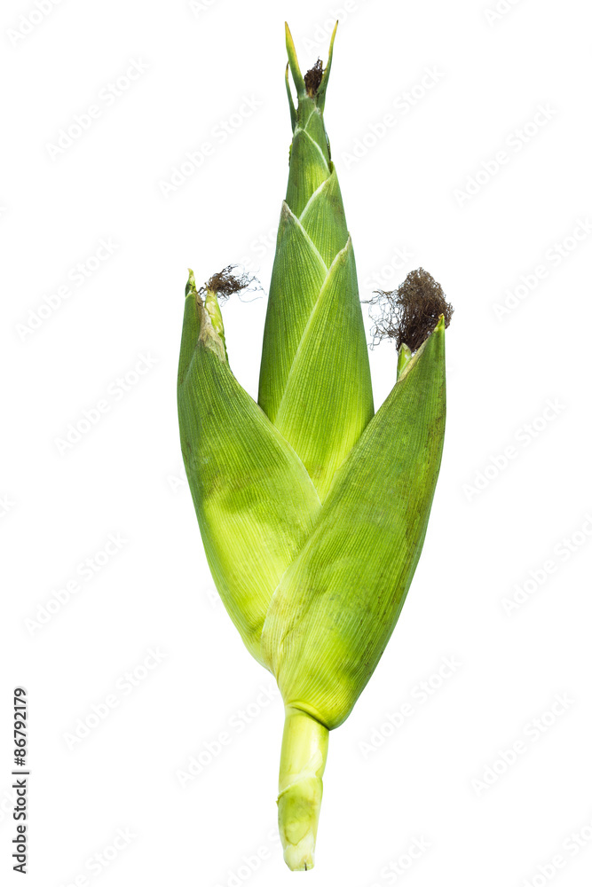 Sweet corn isolated on white