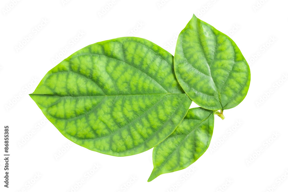 leaf. Isolated over white ,with clipping path