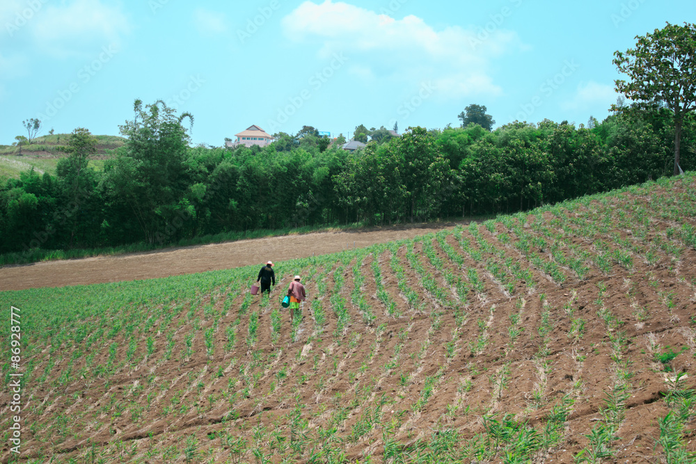 Ginger crop