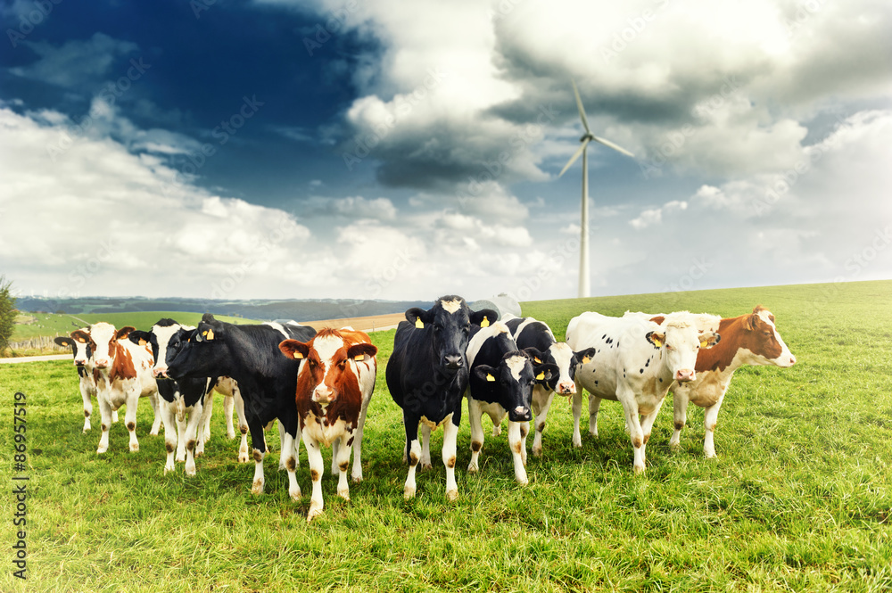 Agricultural landscape with herd of cows