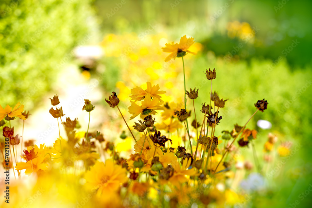 Beautiful yellow flowers in meadow 