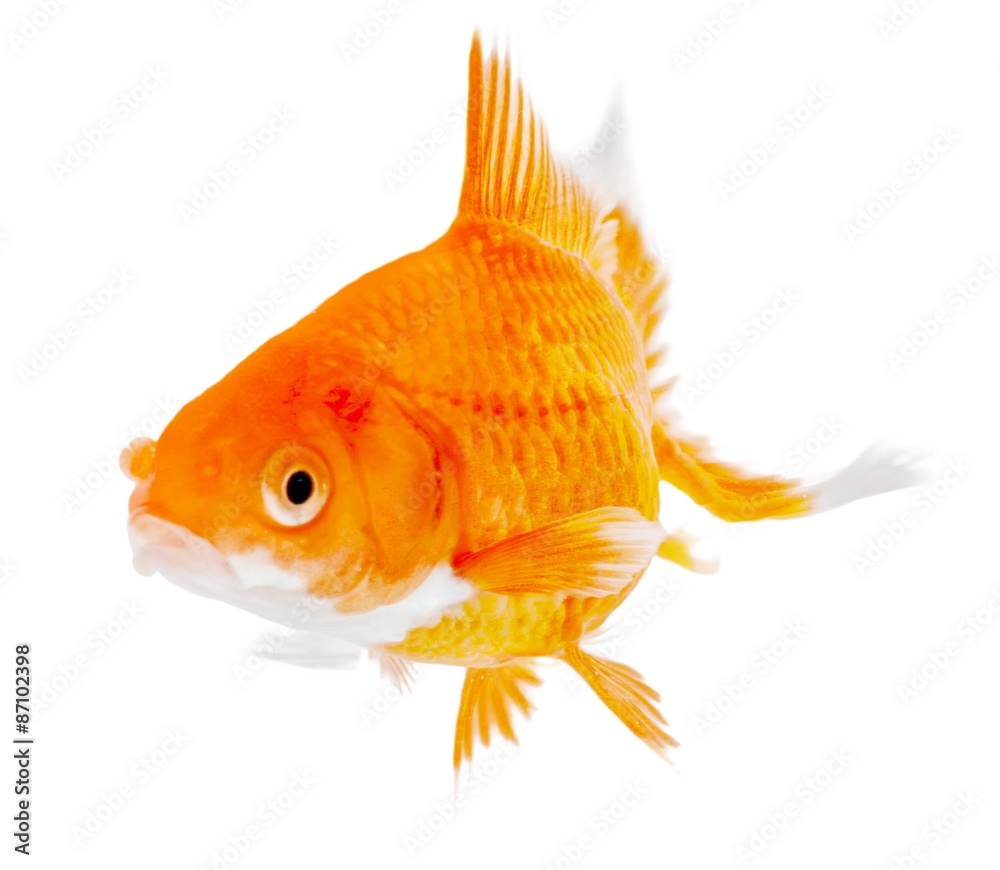 Goldfish, Fish, Water.