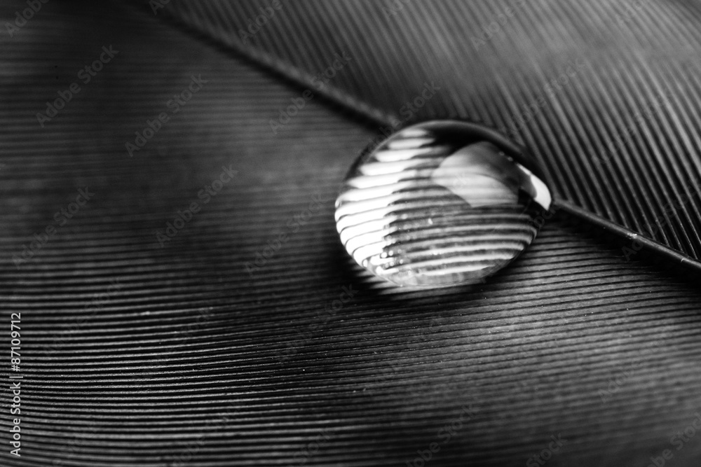 Feather, Macro, Water.