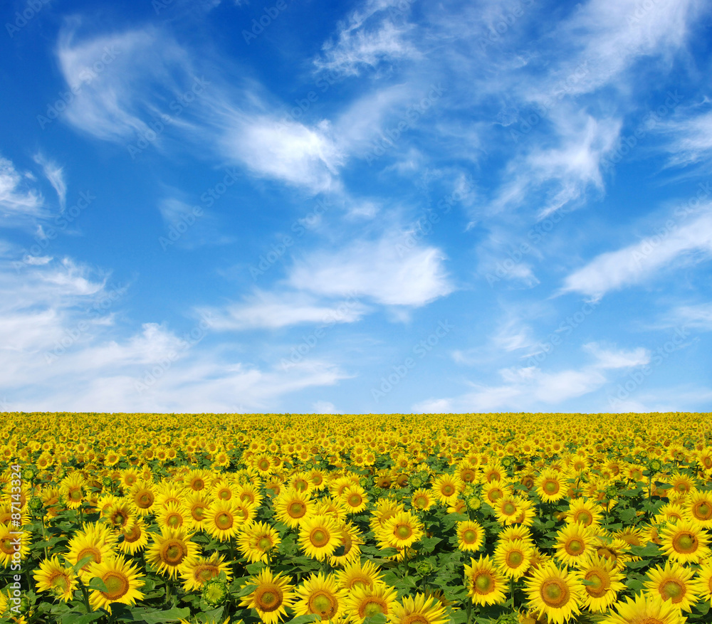 sunflowers field