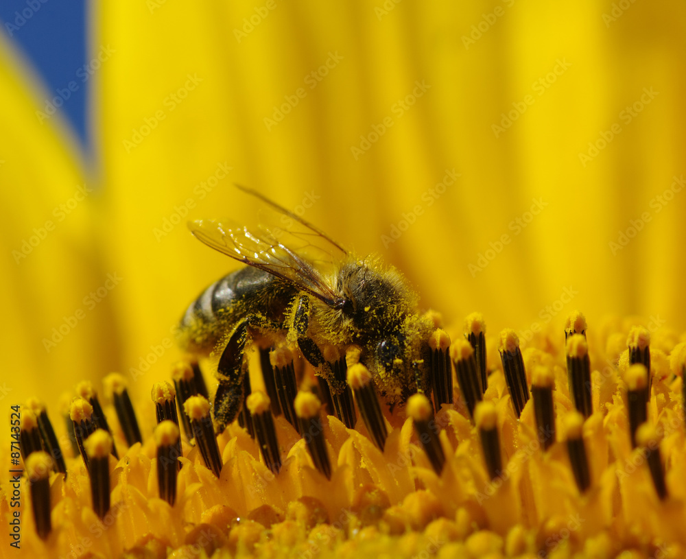 bee and sunflower