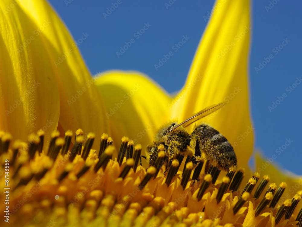 bee and sunflower