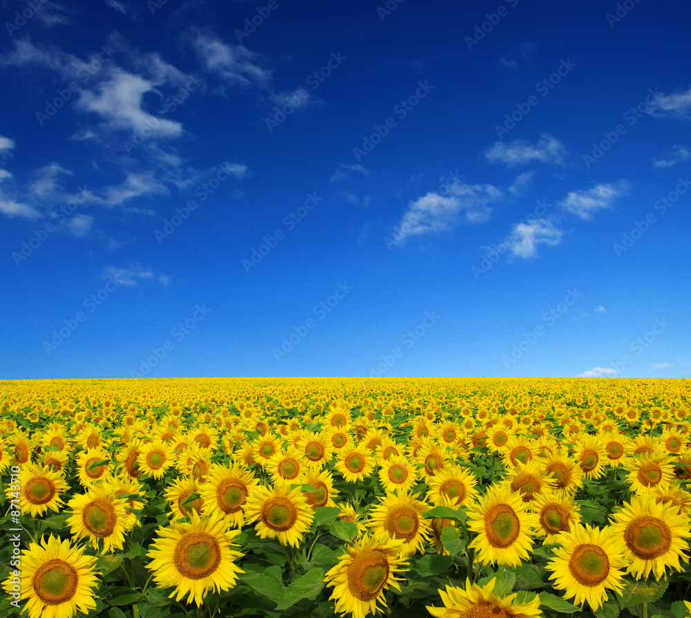 sunflowers field