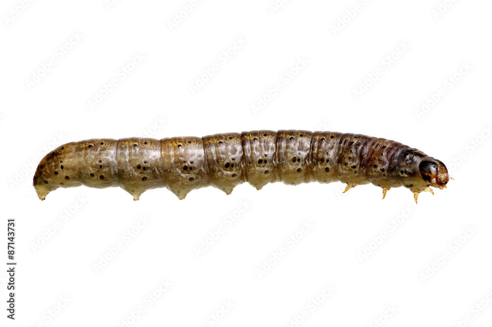  caterpillar