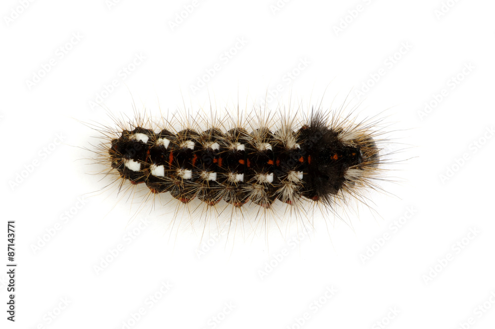  caterpillar