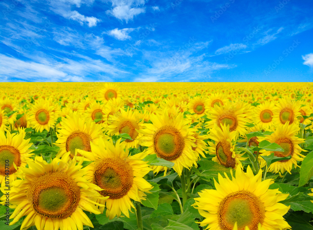 sunflowers field