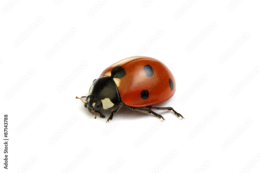 Ladybug