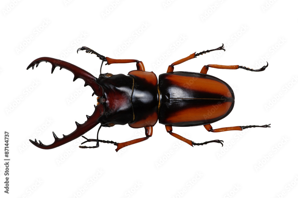 Stag beetle