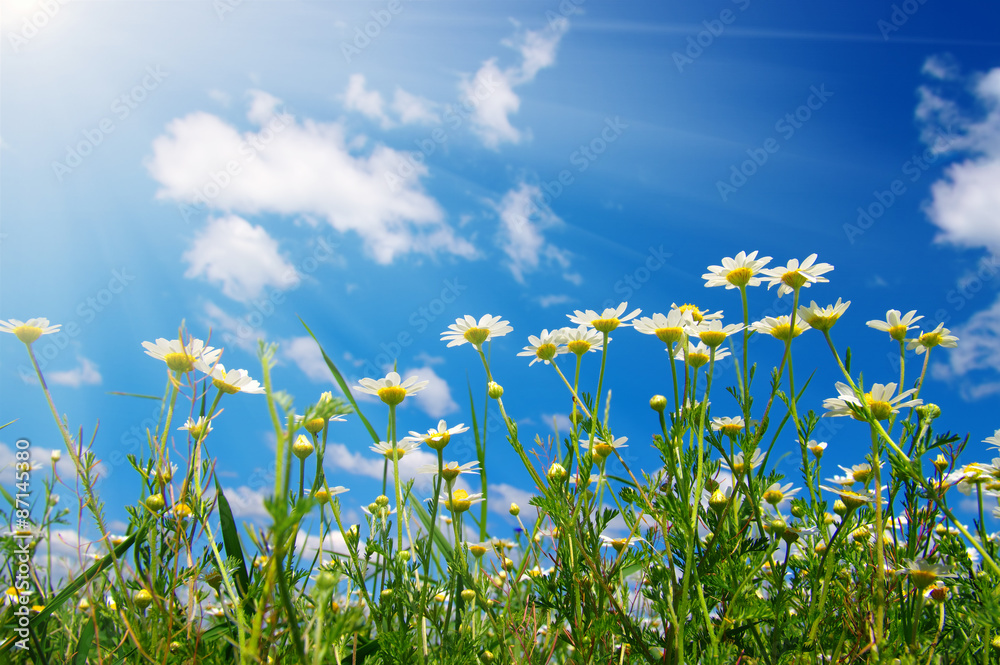  daisy flowers