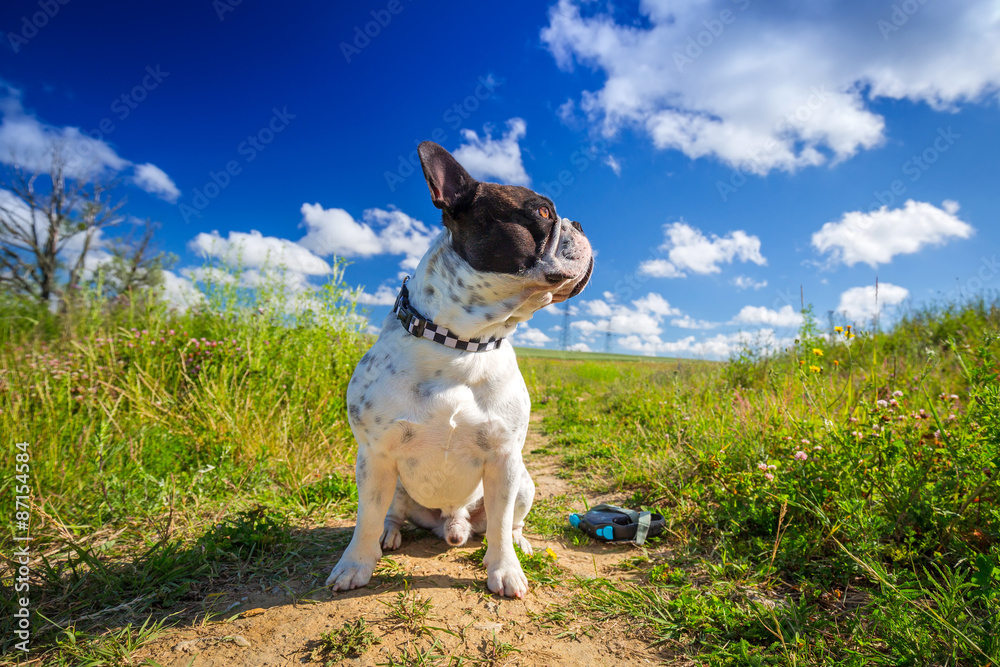 French bulldog on the walk