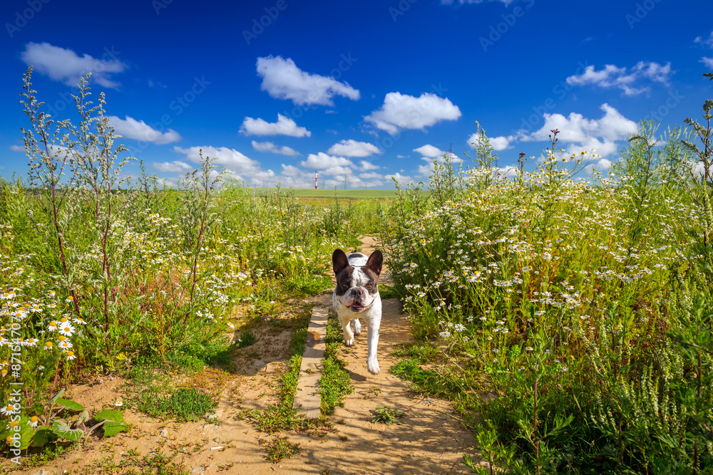 French bulldog on the walk