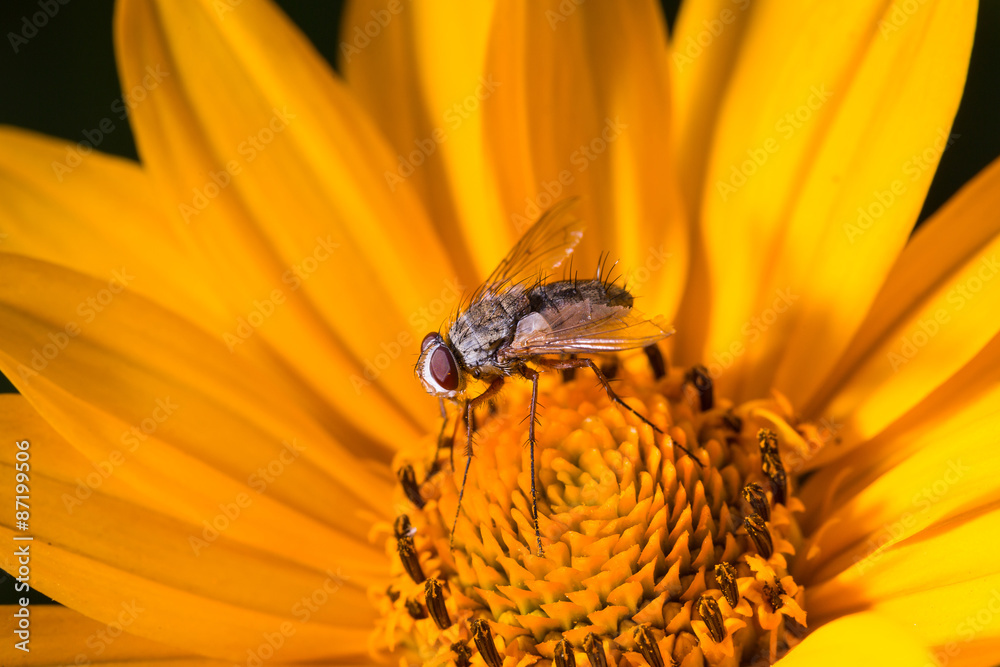 Hoverfly on the flower close up