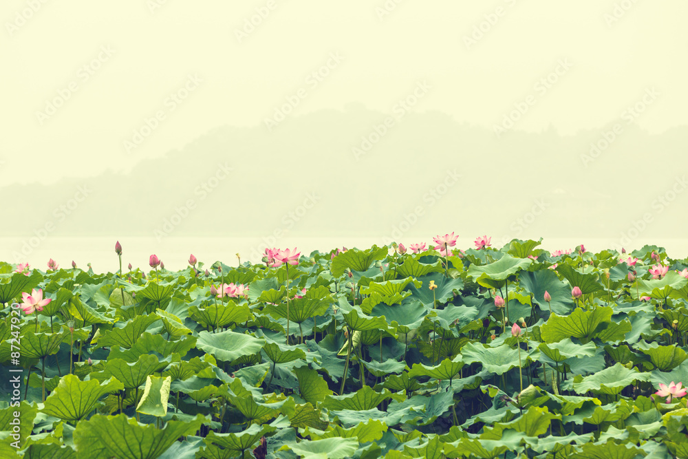 summer,Hangzhou west lake lotus flowers blooming， in China