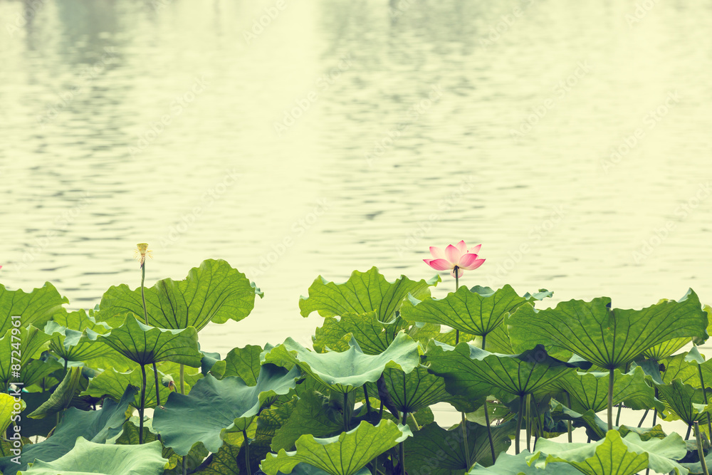 summer,Hangzhou west lake lotus flowers blooming， in China