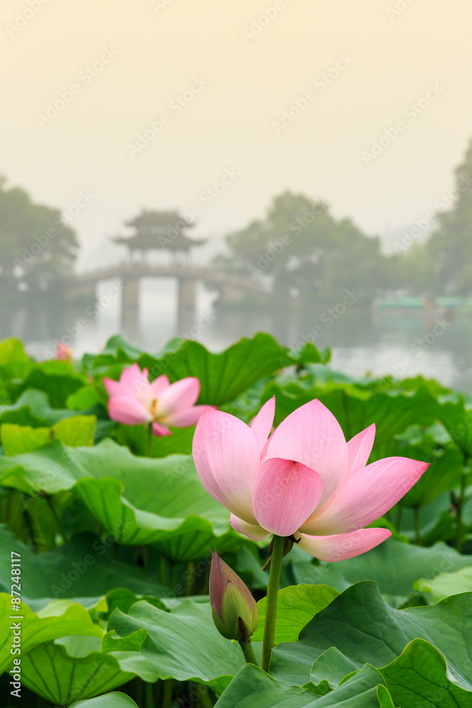 hangzhou west lake Lotus in full bloom in a misty morning，in China