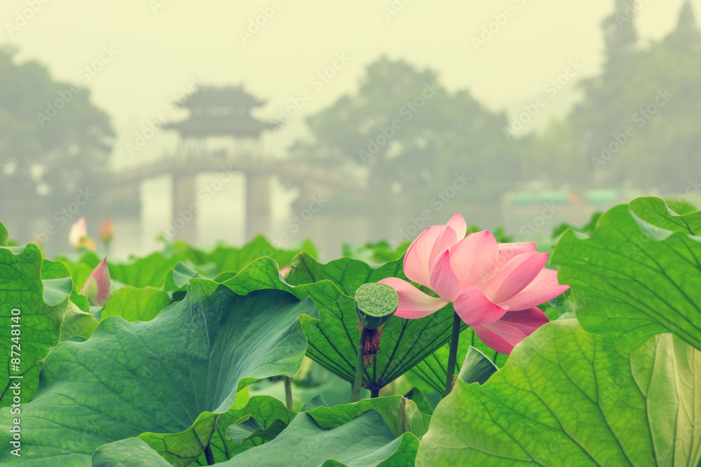 hangzhou west lake Lotus in full bloom in a misty morning，in China