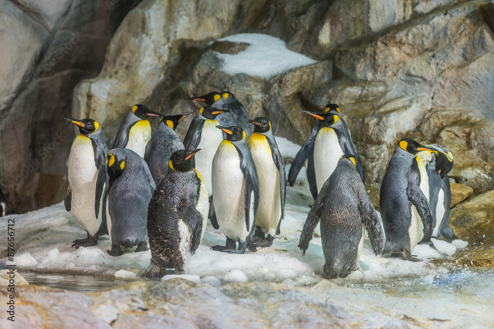 King Penguins