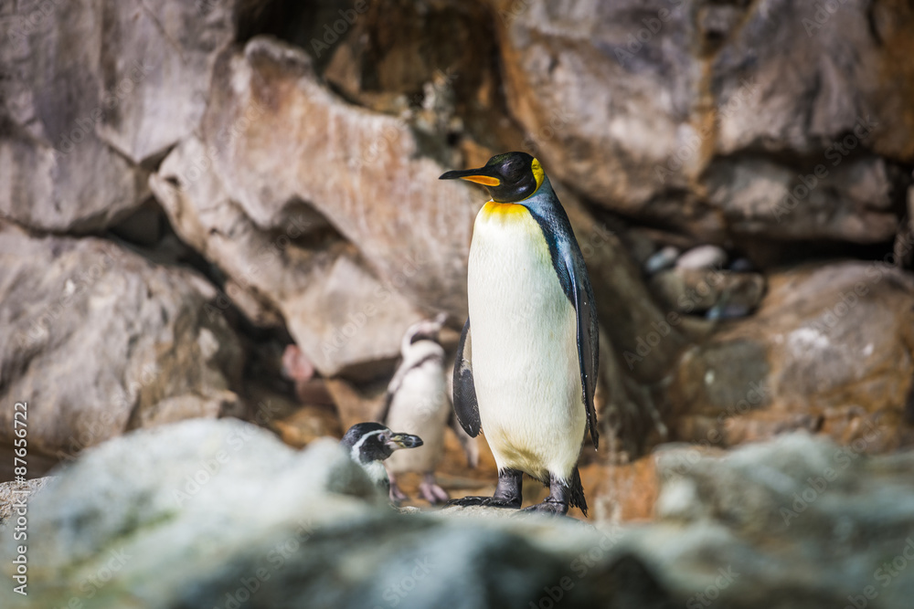 King Penguins