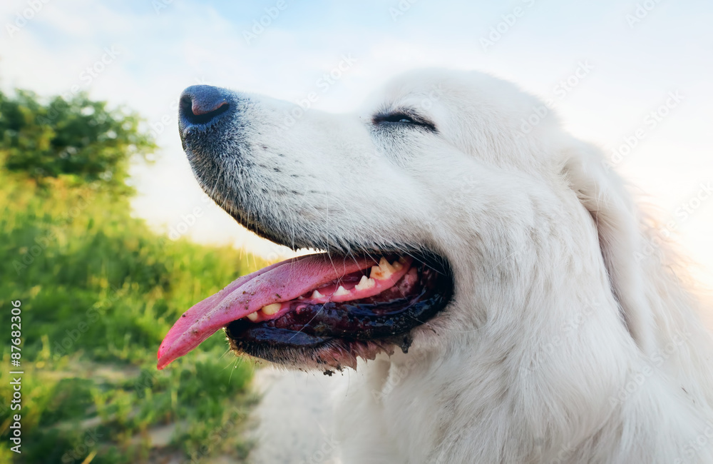 场上的狗。波兰塔特拉牧羊犬，年轻的成年人。波达兰