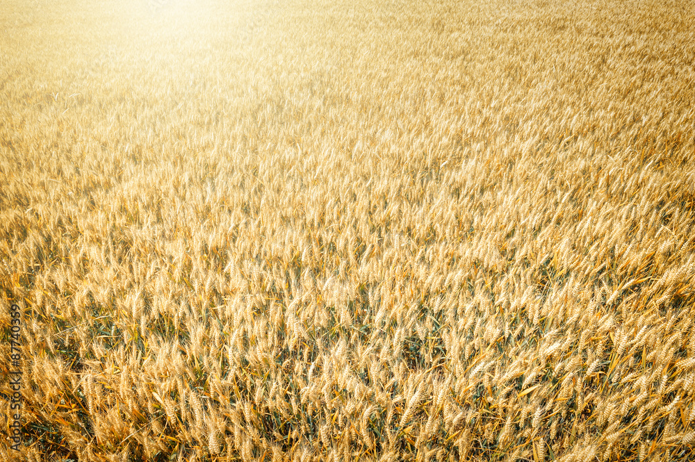 Top view of wheat field at harvest